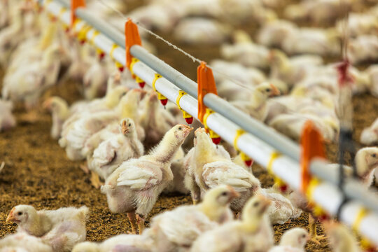 Chickens Are Drinking Water In Close Farm, Temperature And Light Control.