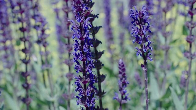 France Provence lavender field. Purple lavender bloom in nature. Composition of nature. Summer blooming flower. Blooming flower field. Field of lavender. Lavender flowers in summer. Provence field