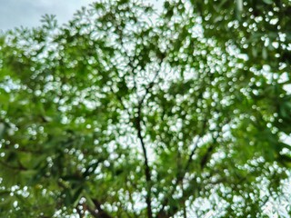 Obraz premium Blurred Green Tree Leaves with Soft Bokeh Background and Natural Sunlight Texture