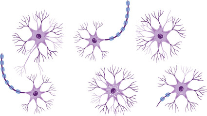 Obraz premium Neuron cell collection featuring diverse nerve cell structures with myelinated axons and branching dendrites isolated on white background for neuroscience, biology, and medical education