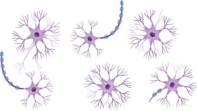 Neuron cell collection featuring diverse nerve cell structures with myelinated axons and branching dendrites isolated on white background for neuroscience, biology, and medical education