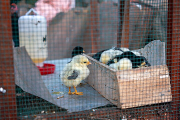 Baby chicks inside a chicken coop with feeding box © Fatimatus