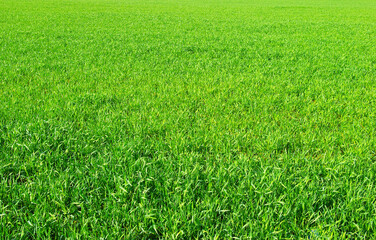 Fototapeta premium Green grass texture from a field