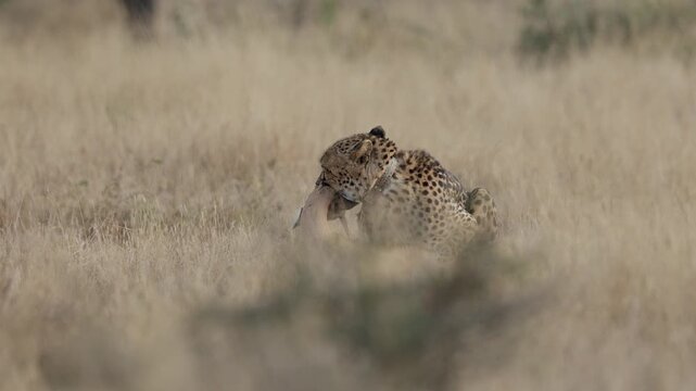  a Cheetah suffocating an impala.