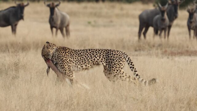  A cheetah dragging its kill while the blue wildebeest herd watches
