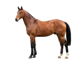 Naklejka premium Brown horse isolated on white background