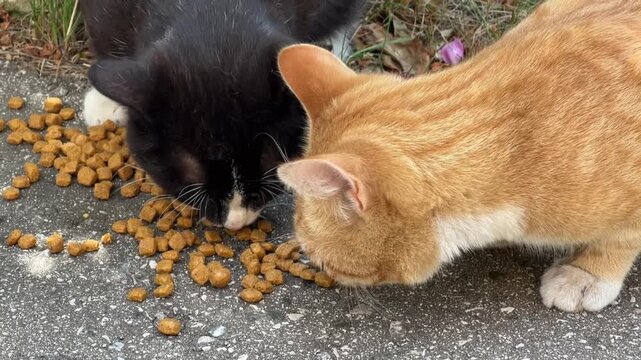 Two homeless cats one black-and-white and one ginger happily eat dry food in the park. Caring for animals. Close-up