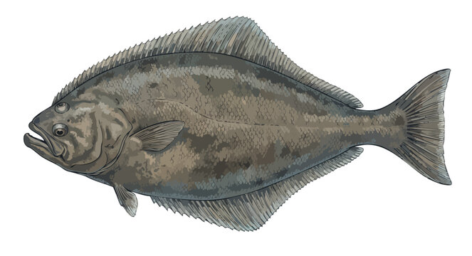 Detailed illustration of a halibut fish on a white background