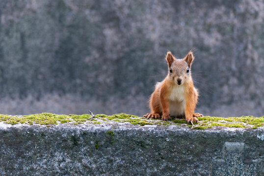 A cute Eurasian red squirrel perched on an old grey stone structure covered with green moss, looking curious against a soft out of focus background.