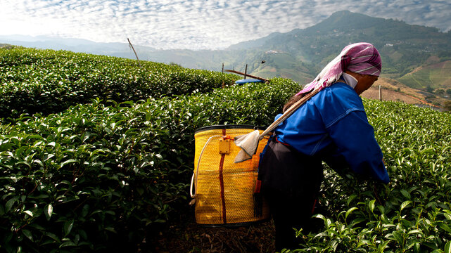 Female workers picking tea leaves in the morning.