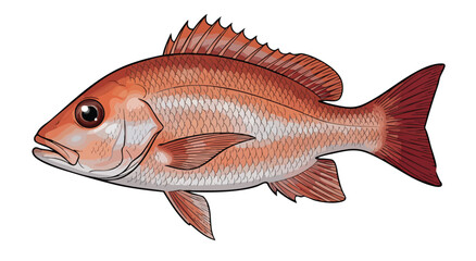 Detailed illustration of a red snapper fish on white background © colorshapppy