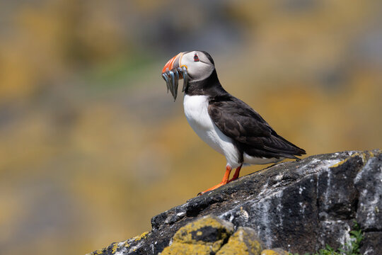An Atlantic puffin with a beak full of sand eels for its chick pauses on top of the cliff at Bishop's Cove on the Isle of May in Scotland.