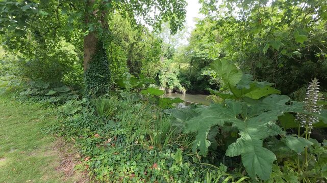 A calm river flows through a lush, overgrown green forest. Large gunnera leaves and ivy-covered trees line the scenic, wild bank.