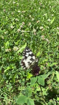 Melanargia galathea butterfly blossom summer meadow 4k