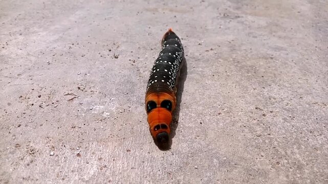 red admiral butterfly, Oleander Hawk Moth caterpillar creeps on the cement floor