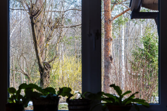 view through window of village house onto trees