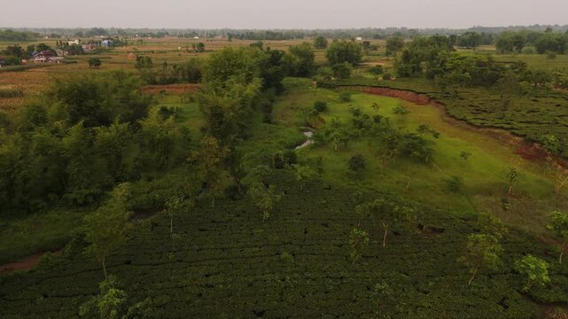 Tea Garden Bordering Open Farmland in the Nepal 	Haldibaari Jhapa