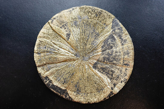 pyrite sun (american dollar) close-up on black
