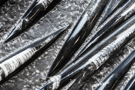 surface of petrified Orthoceras fossils close-up
