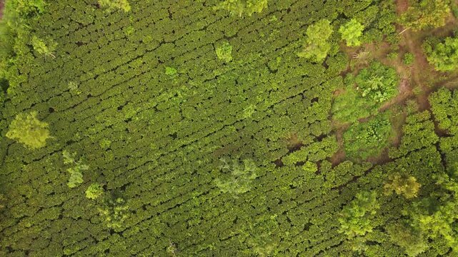 Aerial View of Lush Tea Garden Plantation on Nepal ,haldibaari, jhapa, chiya baari