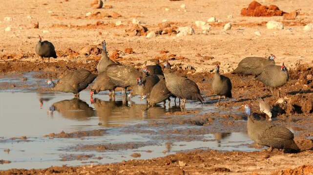 flock of helmeted guinea fowls, Numida meleagris, at waterhole 098