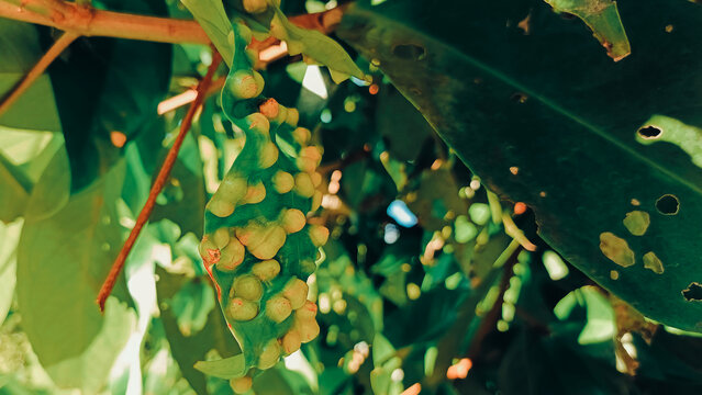 Close up of sick plant leaves heavily infested with cluster of galls and insect holes