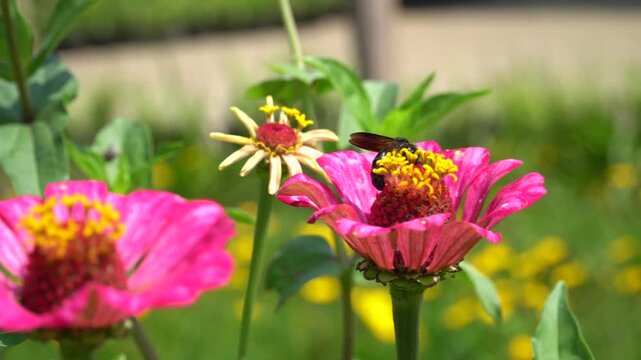 a black wasp on a flower looking for nectar