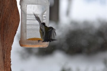Great tit on a feeder in winter season in the park © Stan