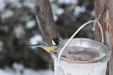 Great tit on a feeder in winter season in the park © Stan