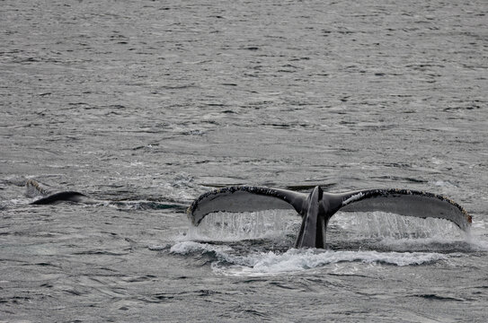 humpback fluke