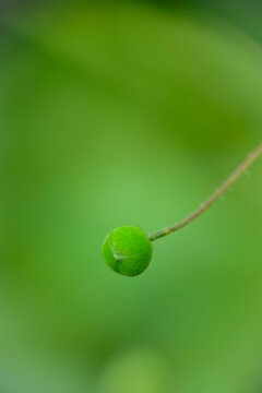 Macro shot of tiny Camelina sativa wildflower in park