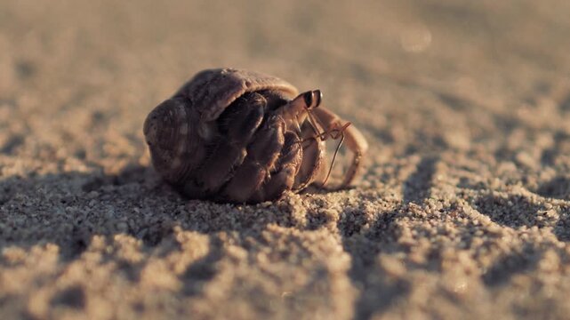 Hermit Crab Walking on Sandy Beach Close Up