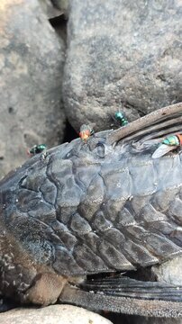 Hypostomus plecostomus resting near a riverbank, highlighting the natural habitat of this armored freshwater catfish.