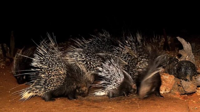 many crested porcupines, Hystrix cristata, eat pets food on farm at night 663