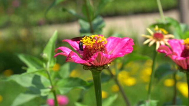 slow motion video of a black wasp on a flower looking for nectar