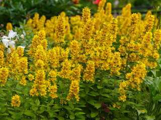 Obraz premium Lysimachia punctata is blooming in the garden. Lysimachia punctata, the large yellow loosestrife, circle flower, or spotted loosestrife, is a flowering plant species in the family Primulaceae.