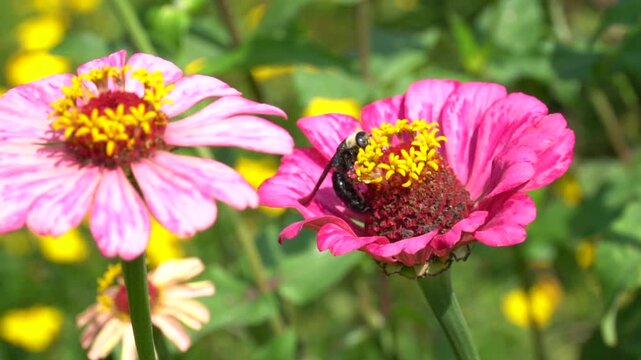 slow motion video of a black wasp on a flower looking for nectar