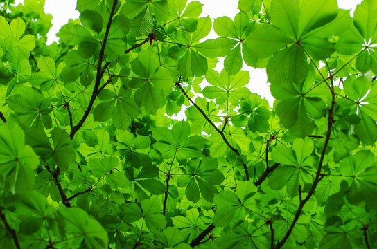green leaves on the green backgrounds