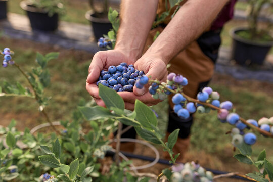 Farmer holding fresh blueberries on a farm.