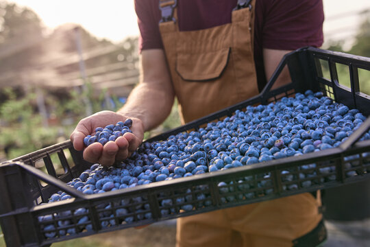 Farmer picking fresh blueberries on a farm.