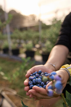 Farmer holding fresh blueberries on a farm.