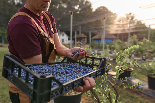 Farmer picking fresh blueberries on a farm.