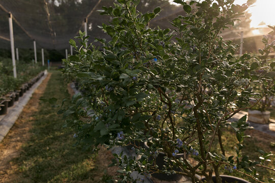 Fresh blueberries ready for seasonal picking on a farm.