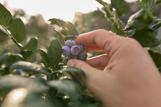 Farmer holding fresh blueberries on a farm.