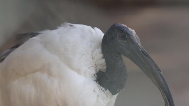 African sacred ibis close up portrait with curved bill and white plumage