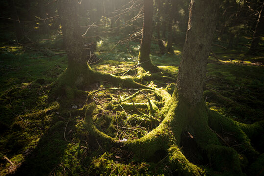 Sunlight Rimming Moss-Cloaked Roots on the Floor of a Swedish Old-Growth Forest