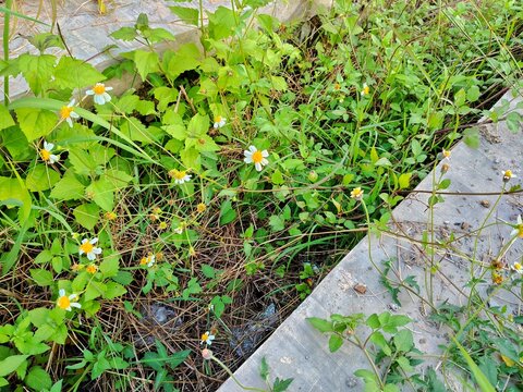 Tridax procumbens wild coatbuttons flowers blooming in lush green garden meadow field background