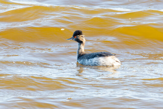 Black-necked Grebe or Eared Grebe (Podiceps nigricollis), Kliphoek Salt Pan, Velddrif, West Coast, Western Cape, South Africa