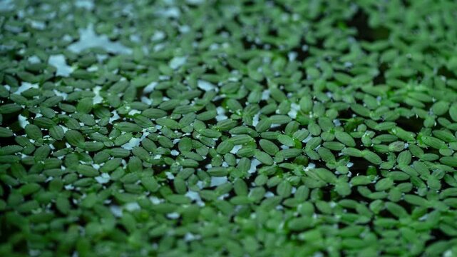 Duckweed Moving Leaves on a Pond Water Surface in Time Lapse with Sun Shading. Lemna Minor