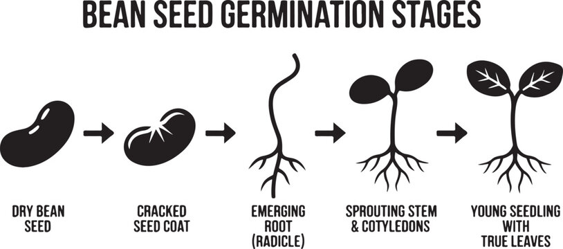 Bean seed germination stages diagram showing growth from dry seed to cracked coat emerging radicle and young seedling with leaves.